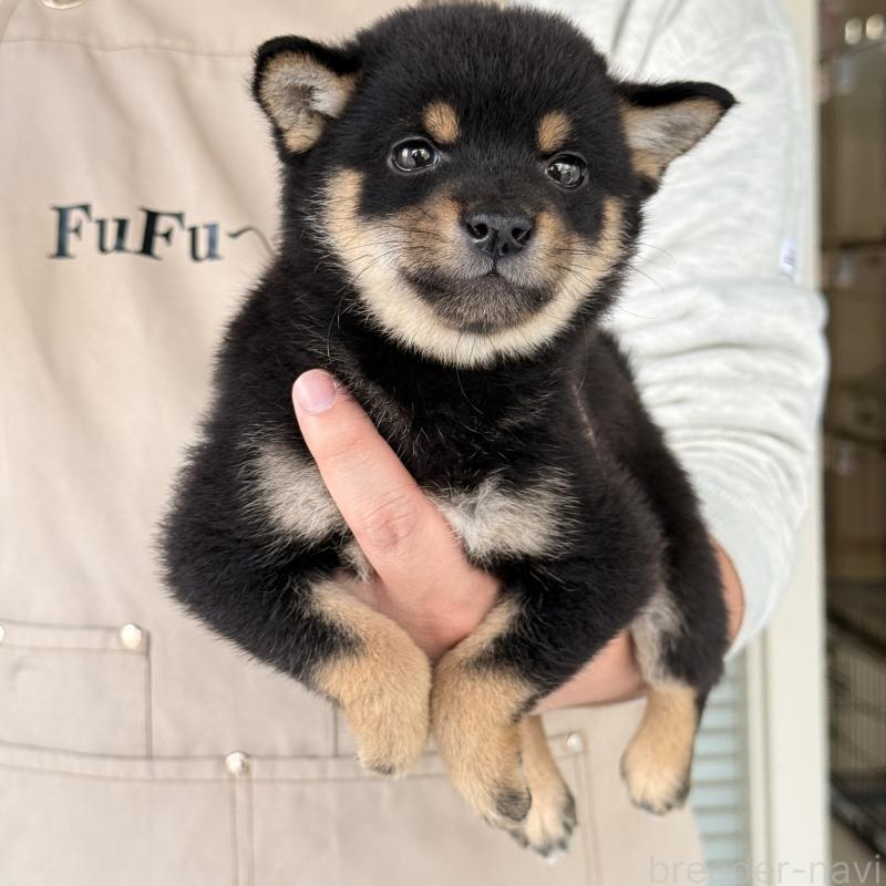 販売中の大阪府の豆柴-455078の9枚目