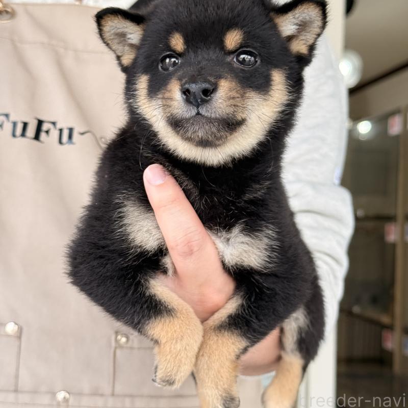 販売中の大阪府の豆柴-455078の8枚目