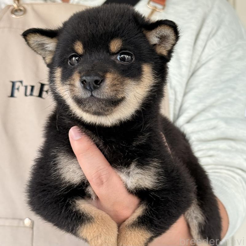 販売中の大阪府の豆柴-455078の6枚目