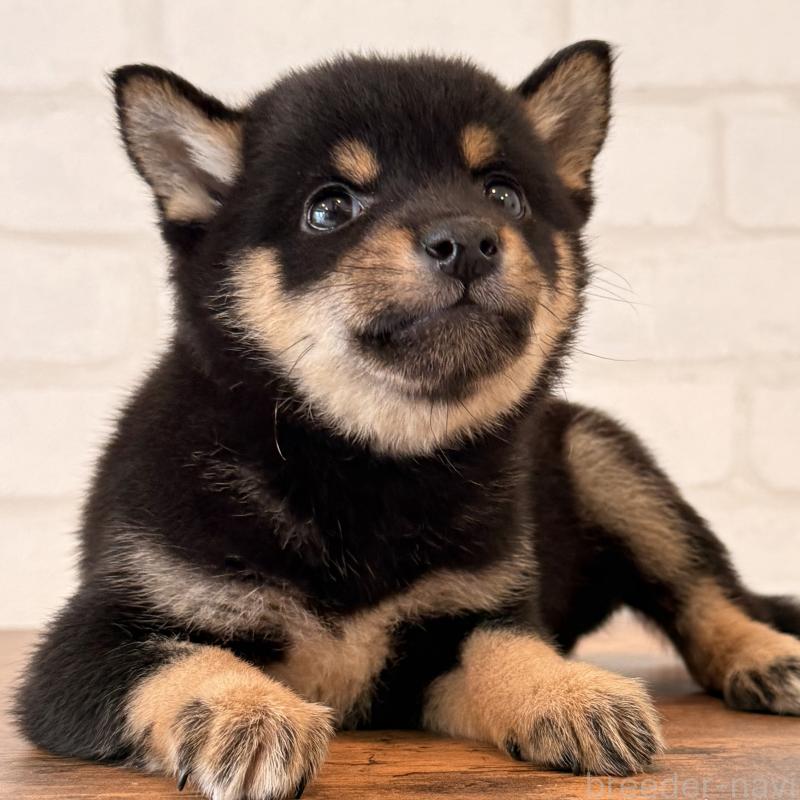 販売中の大阪府の豆柴-455078の5枚目