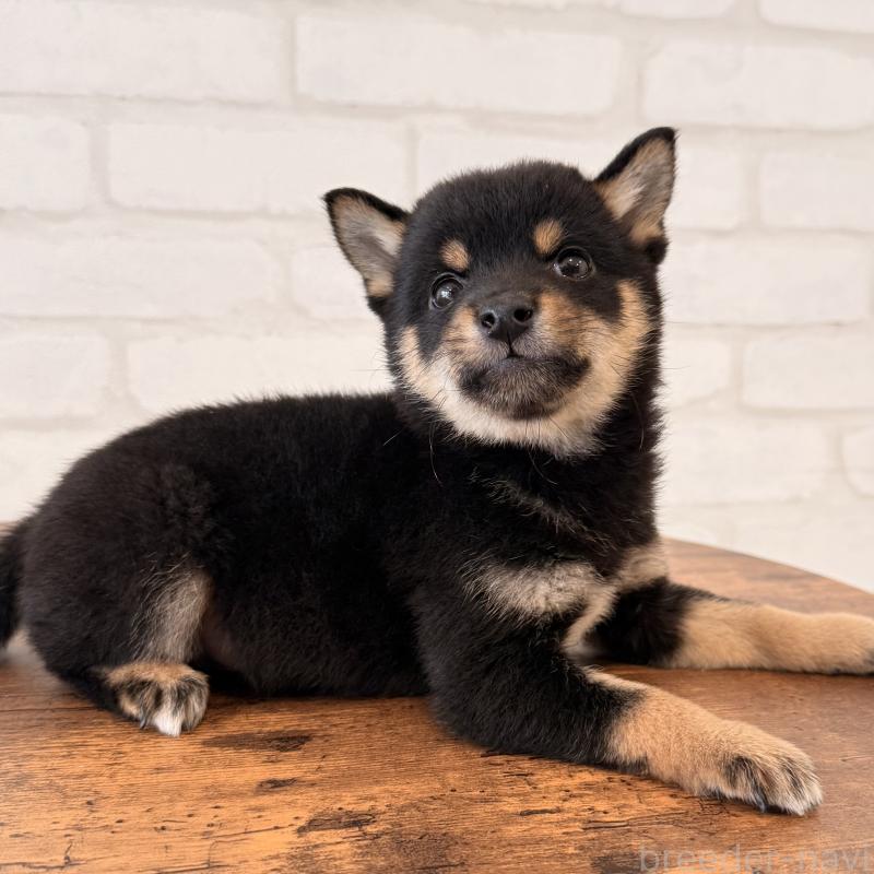 販売中の大阪府の豆柴-455078の4枚目