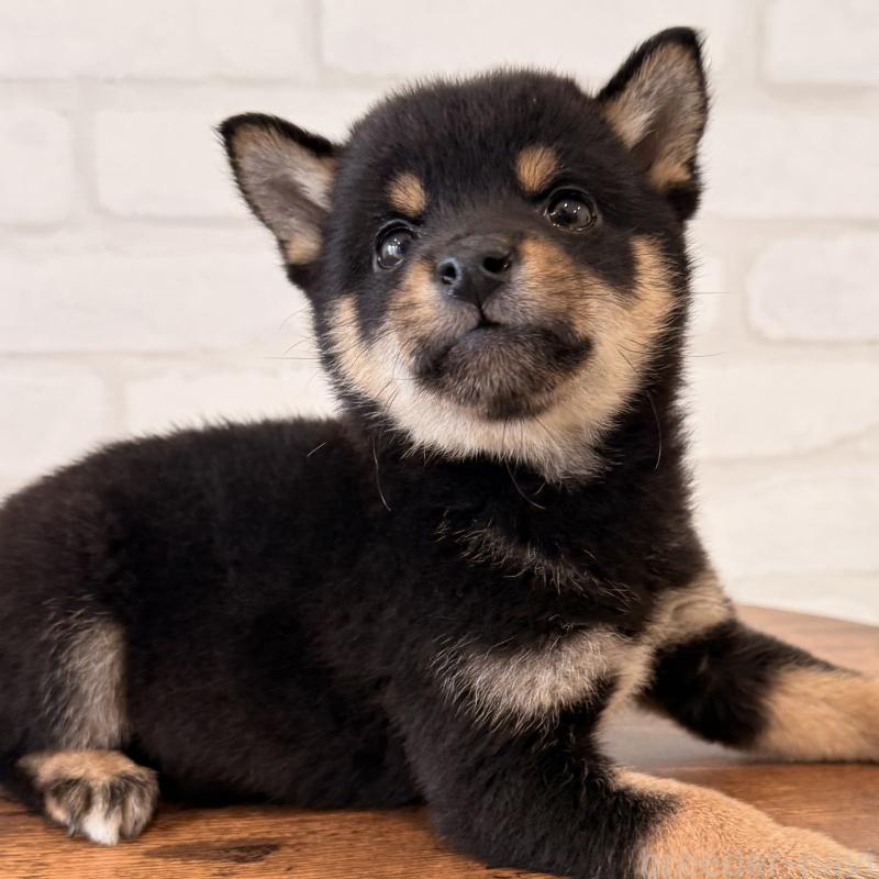 販売中の大阪府の豆柴-455078の3枚目