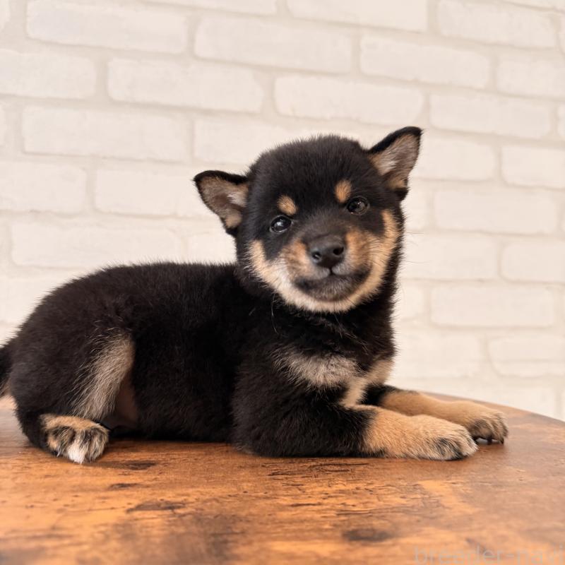 販売中の大阪府の豆柴-455078の2枚目