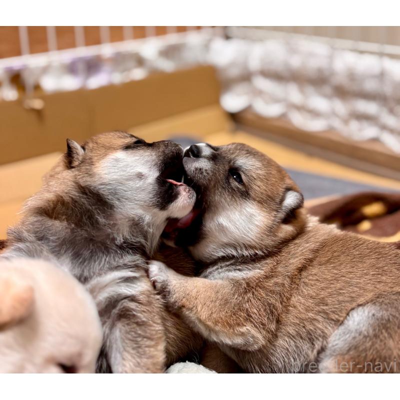 販売中の和歌山県の豆柴-455087の4枚目