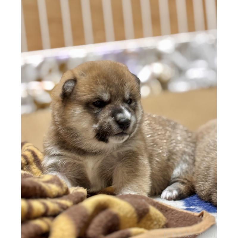 販売中の和歌山県の豆柴-455087の3枚目