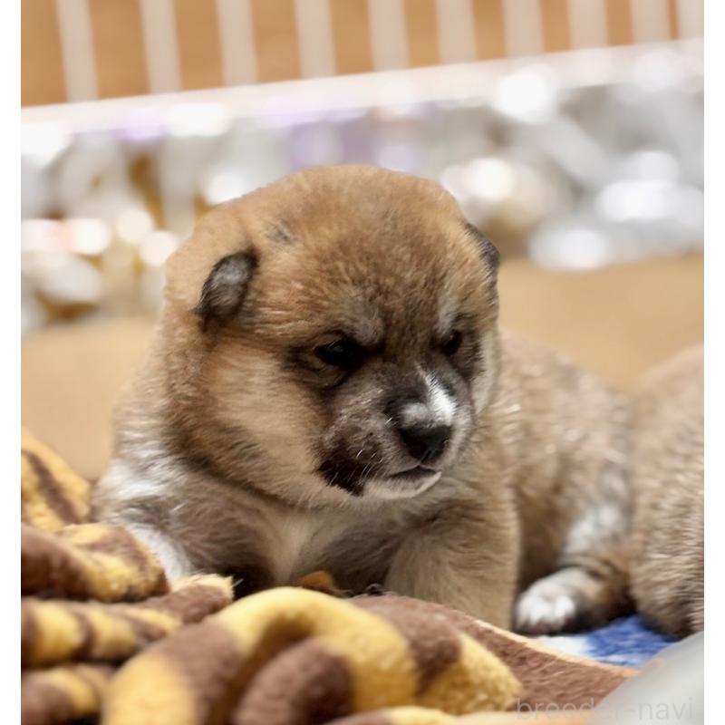 販売中の和歌山県の豆柴-455087の2枚目