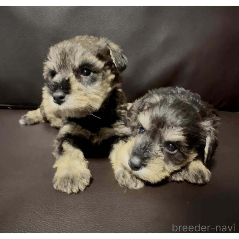 販売中の奈良県のミニチュアシュナウザー-455086