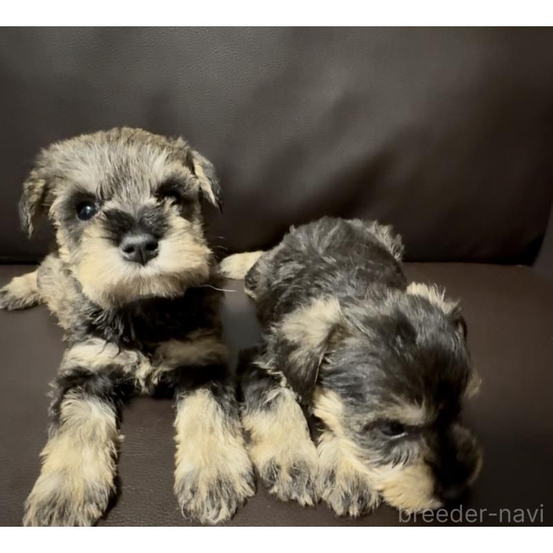 販売中の奈良県のミニチュアシュナウザー-455086の10枚目