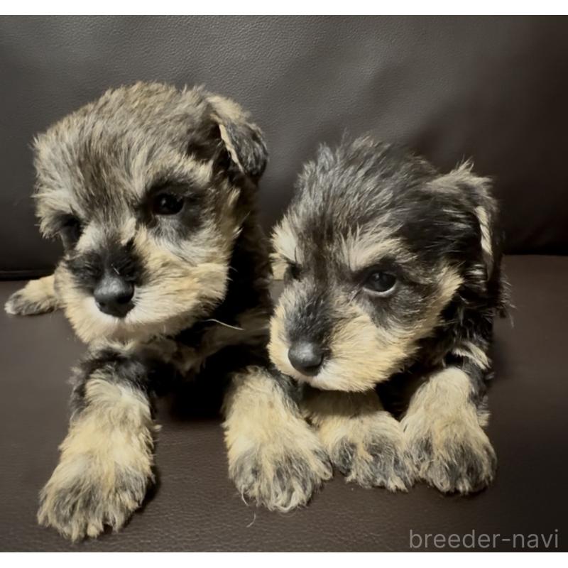 販売中の奈良県のミニチュアシュナウザー-455086の9枚目