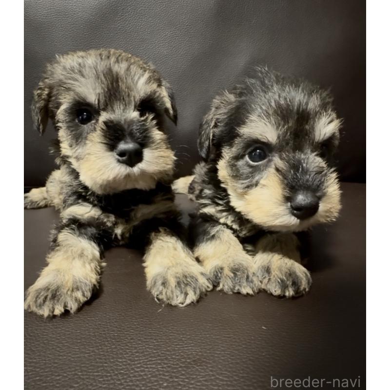 販売中の奈良県のミニチュアシュナウザー-455086の8枚目