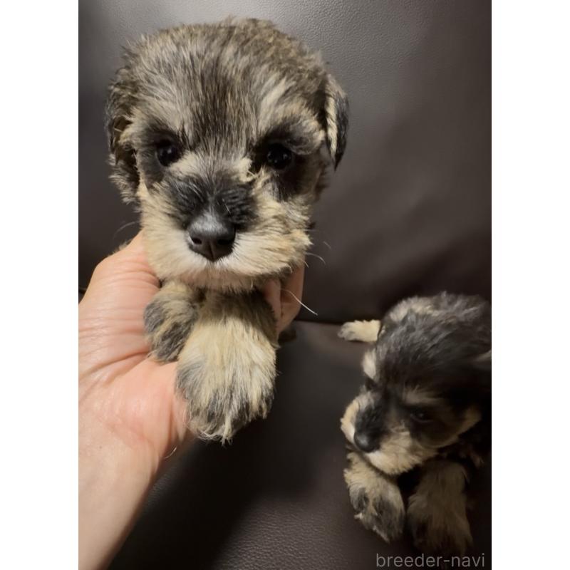 販売中の奈良県のミニチュアシュナウザー-455086の7枚目