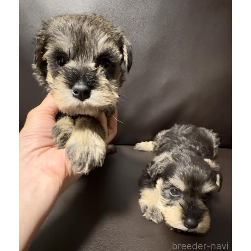 販売中の奈良県のミニチュアシュナウザー-455086の6枚目