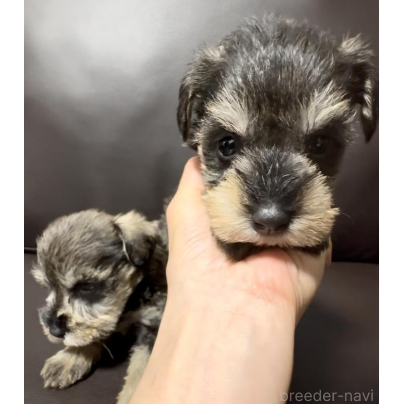 販売中の奈良県のミニチュアシュナウザー-455086の5枚目