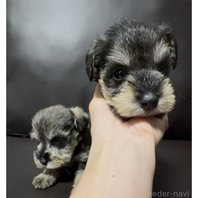 販売中の奈良県のミニチュアシュナウザー-455086の4枚目