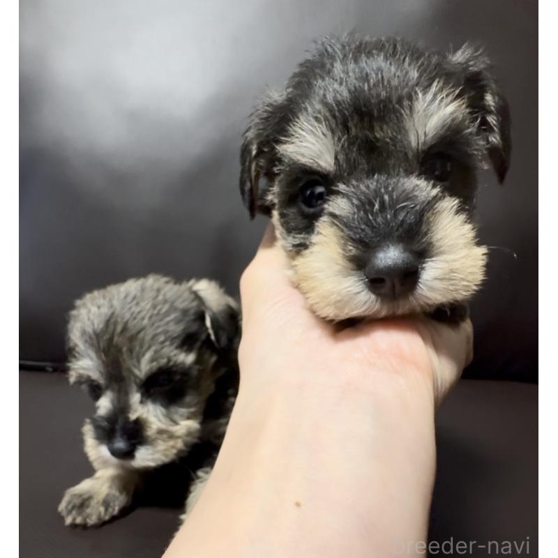 販売中の奈良県のミニチュアシュナウザー-455086の2枚目