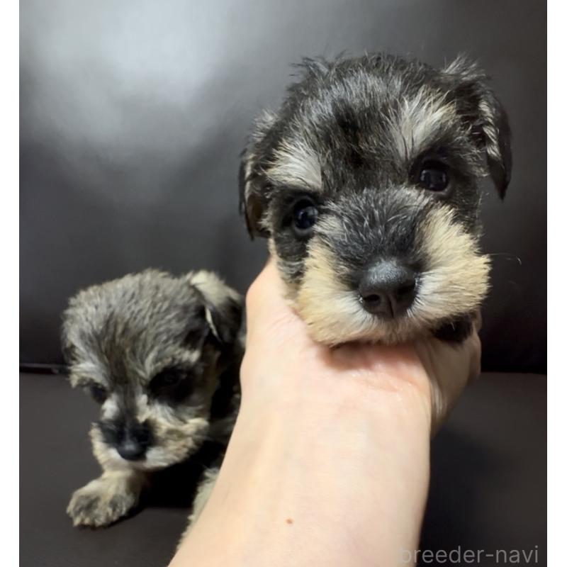 販売中の奈良県のミニチュアシュナウザー-455086の3枚目