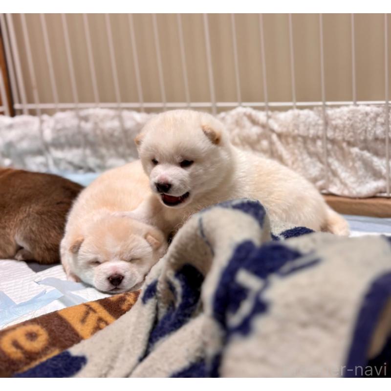 販売中の和歌山県の豆柴-455089の6枚目