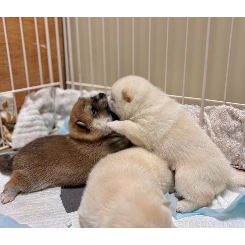 販売中の和歌山県の豆柴-455089の5枚目