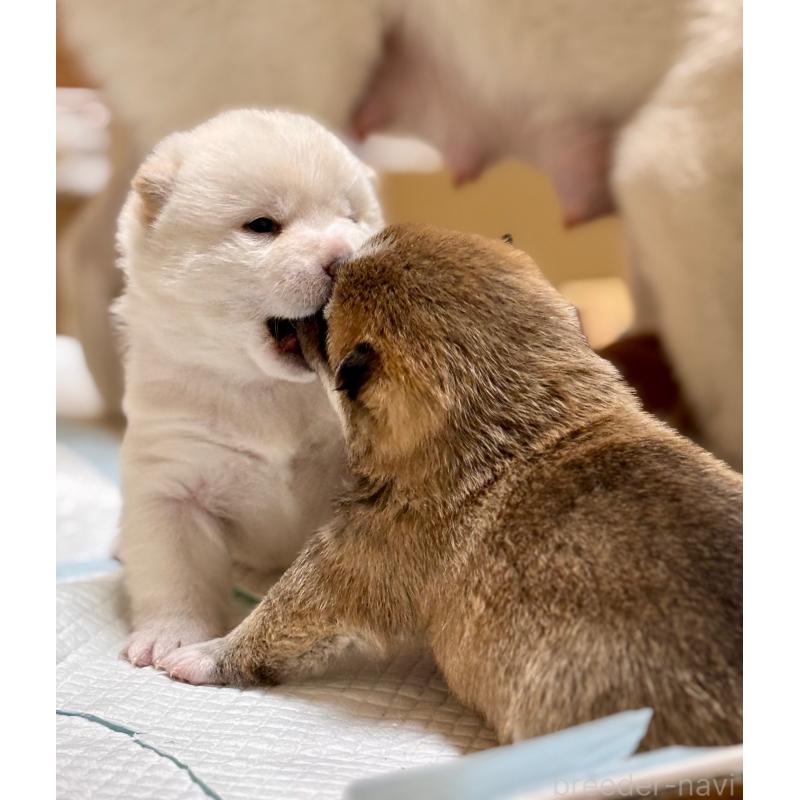 販売中の和歌山県の豆柴-455089の4枚目