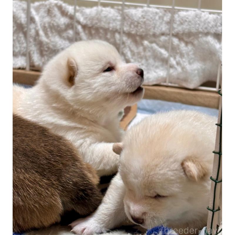 販売中の和歌山県の豆柴-455089の3枚目