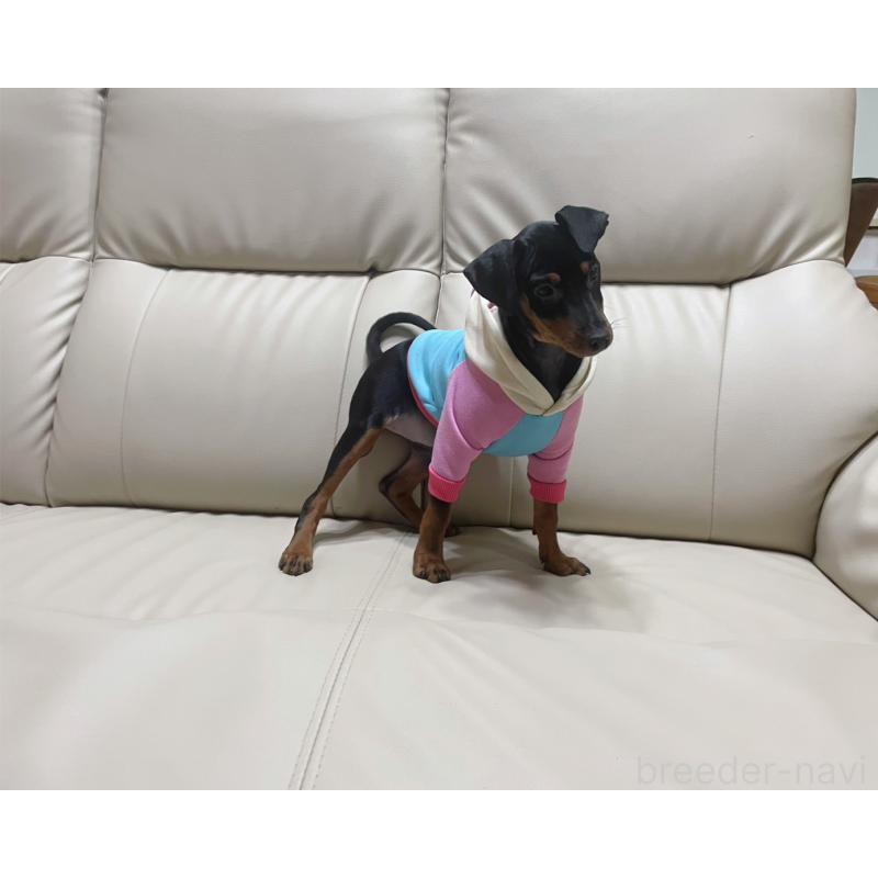 販売中の福岡県のミニチュアピンシャー(ミニピン)-455088の4枚目