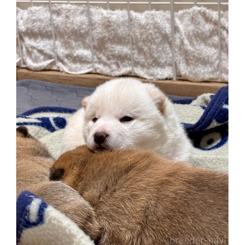 販売中の和歌山県の豆柴-455089の2枚目