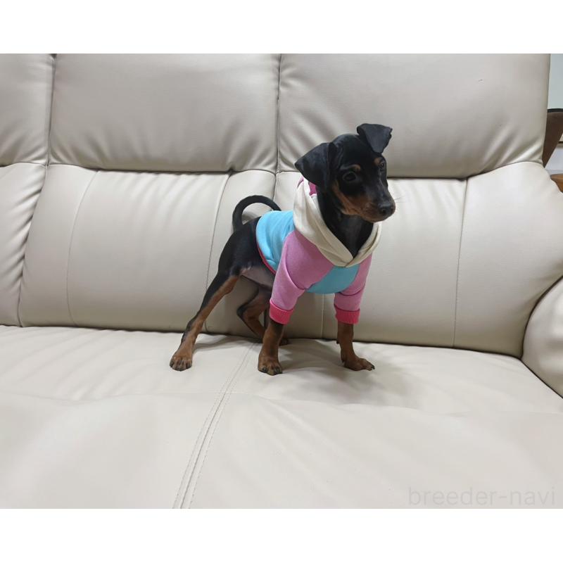 販売中の福岡県のミニチュアピンシャー(ミニピン)-455088の3枚目