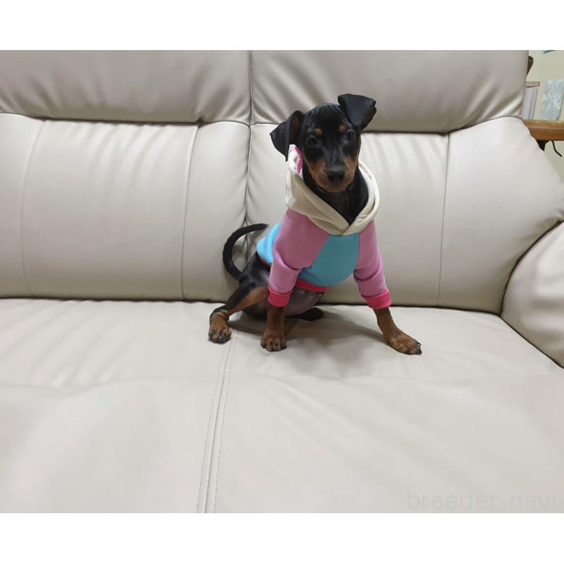 販売中の福岡県のミニチュアピンシャー(ミニピン)-455088の2枚目