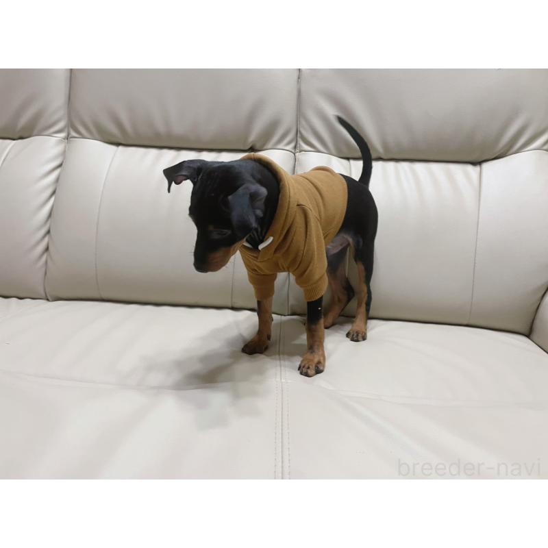 販売中の福岡県のミニチュアピンシャー(ミニピン)-455090の7枚目