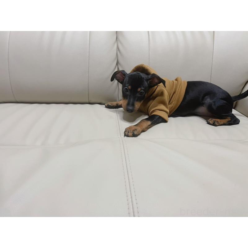 販売中の福岡県のミニチュアピンシャー(ミニピン)-455090の6枚目