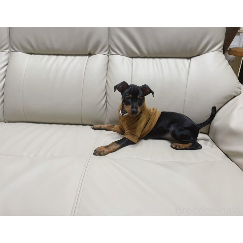 販売中の福岡県のミニチュアピンシャー(ミニピン)-455090