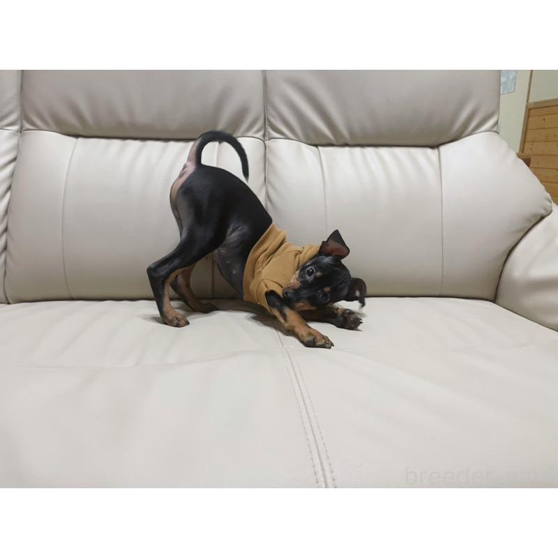 販売中の福岡県のミニチュアピンシャー(ミニピン)-455090の5枚目