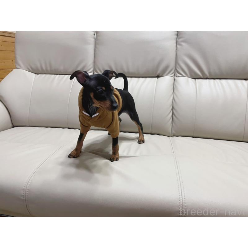 販売中の福岡県のミニチュアピンシャー(ミニピン)-455090の4枚目