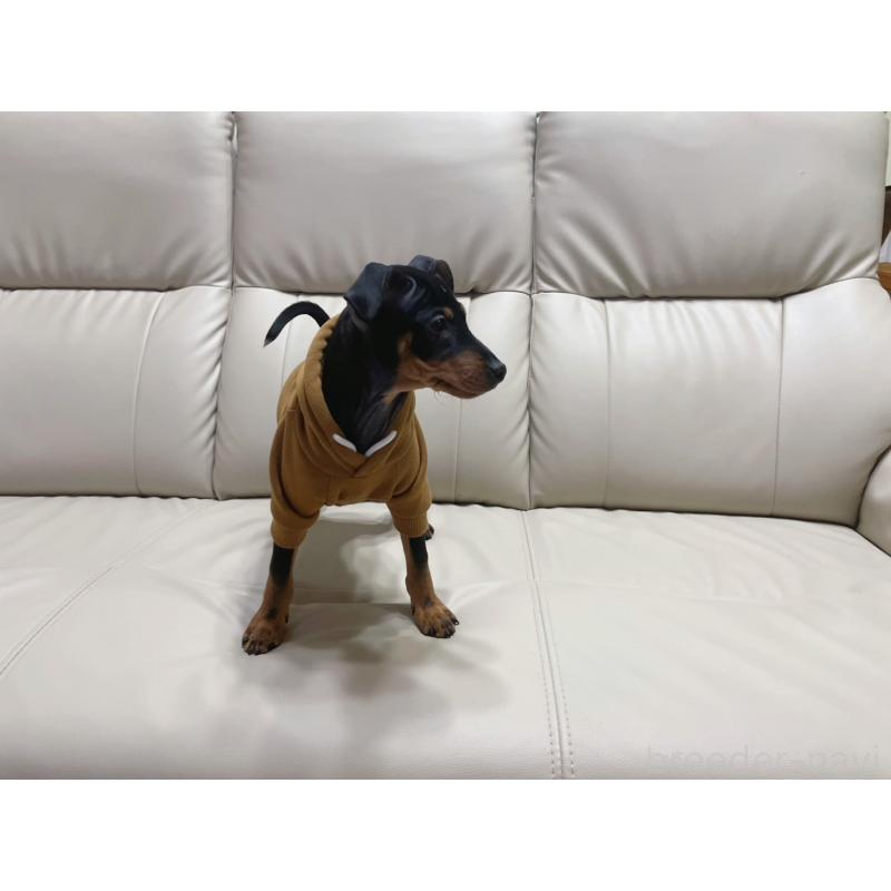 販売中の福岡県のミニチュアピンシャー(ミニピン)-455090の3枚目