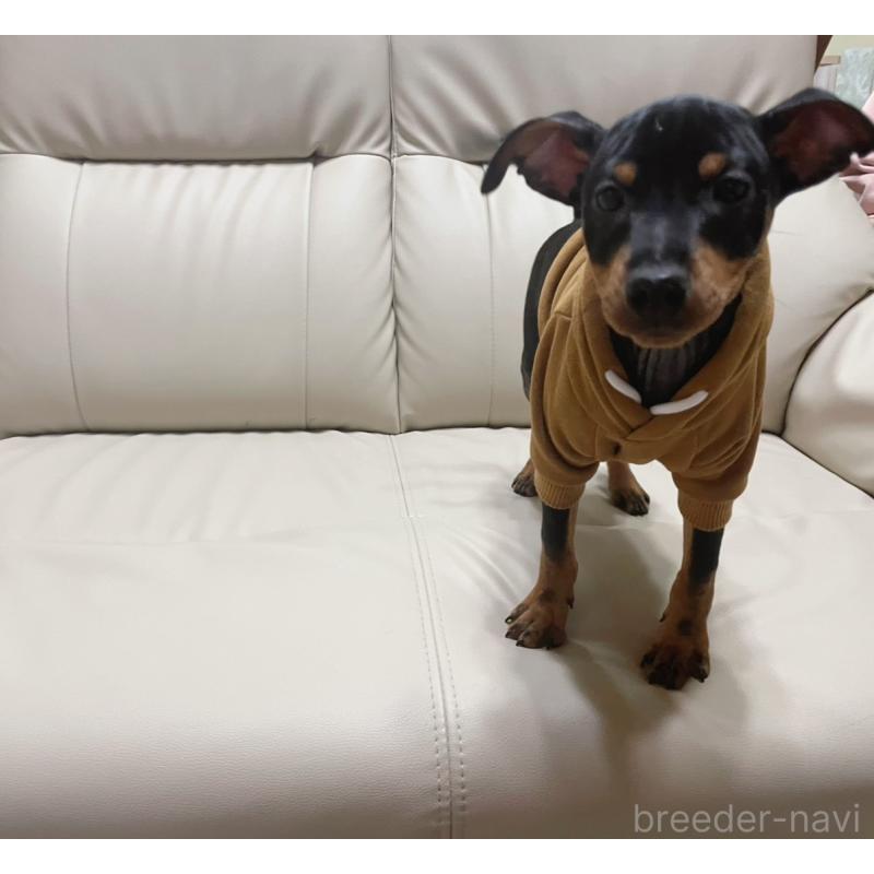 販売中の福岡県のミニチュアピンシャー(ミニピン)-455090の2枚目