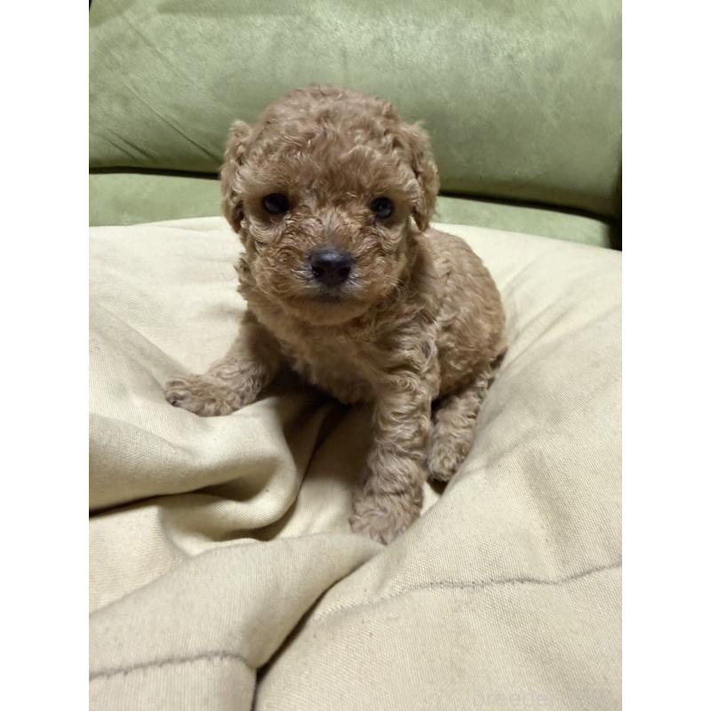 販売中の福岡県のトイプードル-452839