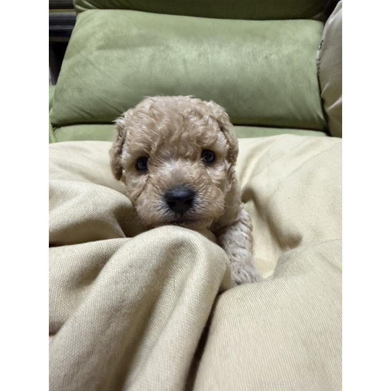 販売中の福岡県のトイプードル-452838