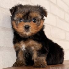 オンライン見学