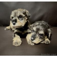 オンライン見学