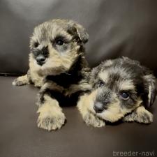 ミニチュアシュナウザーの子犬