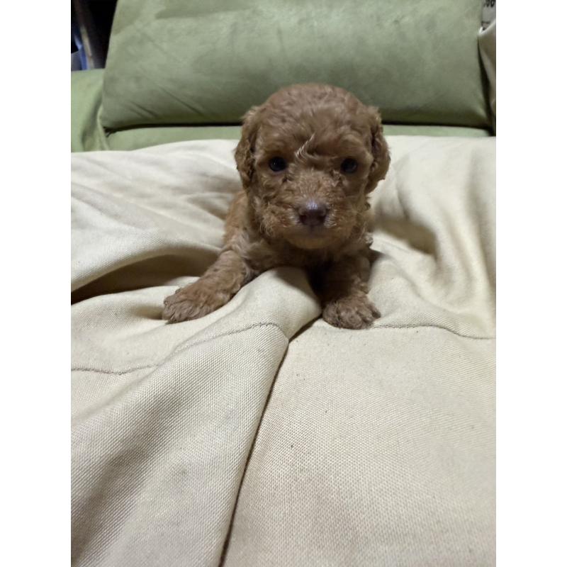 販売中の福岡県のトイプードル-452840