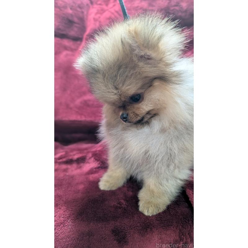 販売中の愛知県のポメチワ:ポメラニアン×チワワ-455091の4枚目
