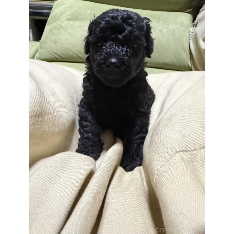 販売中の福岡県のトイプードル-452841