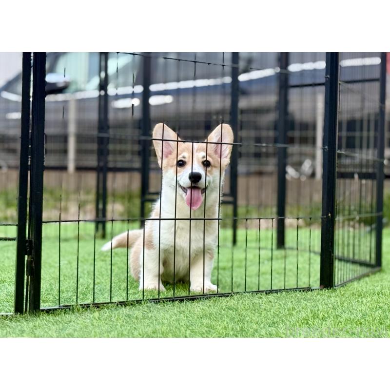 商談中の千葉県のウェルシュコーギーペンブローク-437533の3枚目