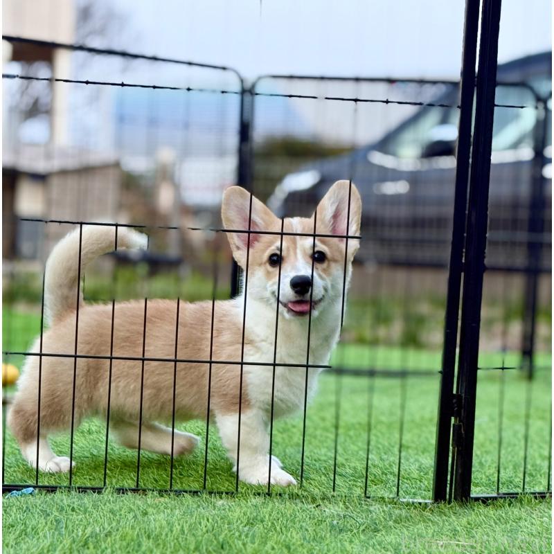 商談中の千葉県のウェルシュコーギーペンブローク-437533の2枚目