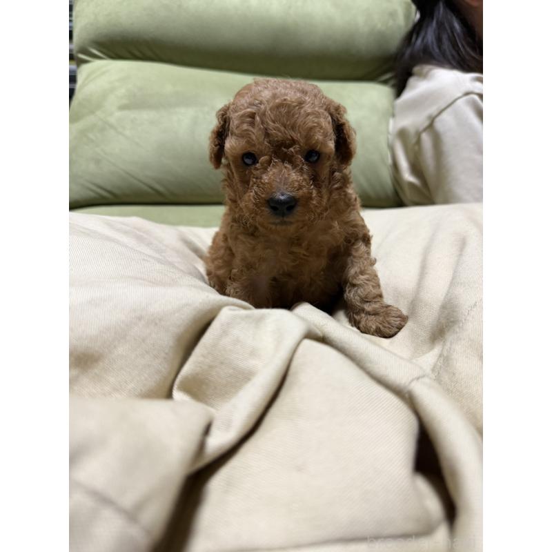 販売中の福岡県のトイプードル-452842