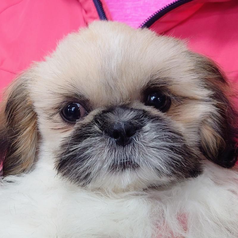 販売中の山口県のシーズー-446720