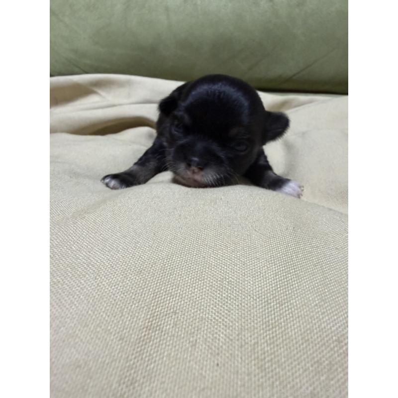 販売中の福岡県のチワワ(ロングコート)-455094の5枚目