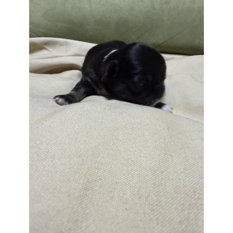 販売中の福岡県のチワワ(ロングコート)-455094の4枚目