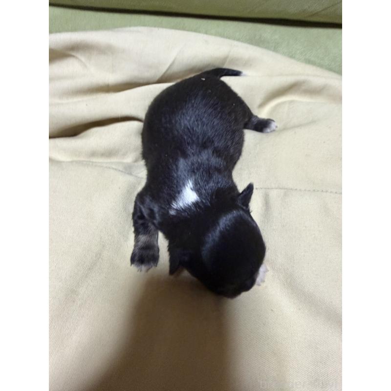 販売中の福岡県のチワワ(ロングコート)-455094の3枚目